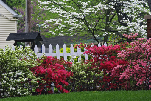 This suburban home in Kentucky features a picket fence, azaleas, and flowering dogwood trees.